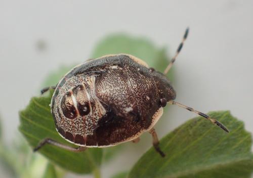 Réf. 193 130 : Holcostethus sp.